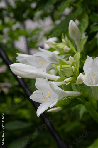 雨上がりの満開の白いタチギボウシの花のクローズアップ
