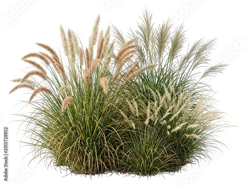 Mixed Ornamental Grass and Pampas Isolated on Black Background