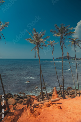 Foto Lush palm trees on the red soil of Coconut Tree Hill, Sri Lanka