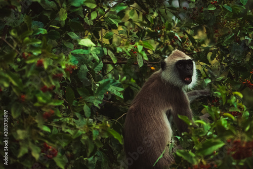 Photography Wild tufted gray langur monkey in Udawalawe National Park, Sri Lanka