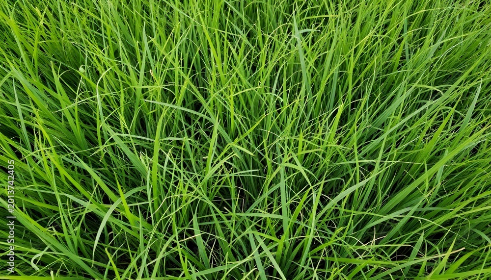 Fototapeta premium Close-up high-angle shot of a dense field of vibrant green grass blades