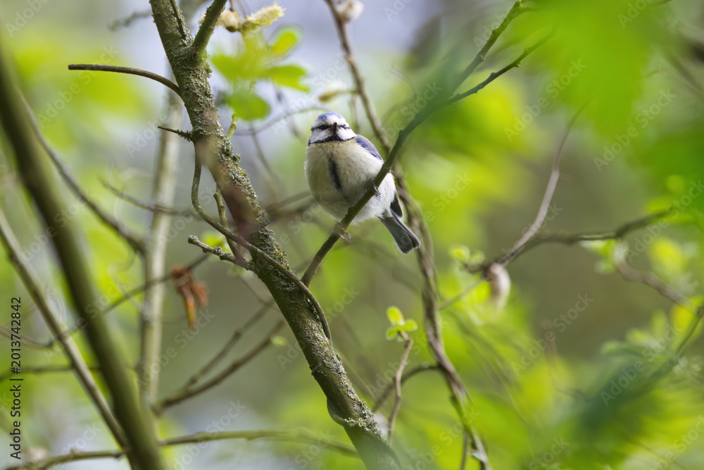 Obraz premium Blue tit looking down at the camera, cute blue tit on a branch against a green background, blue tit in a tree, green leaves in the background, idyllic place, idyllic scene, Cyanistes caeruleus