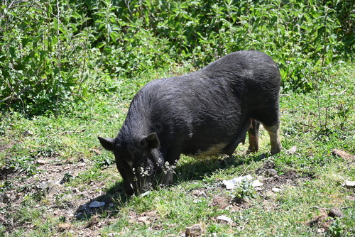 black wild pig, Bay of Kotor, Montenegro, Balkans, Europe, 