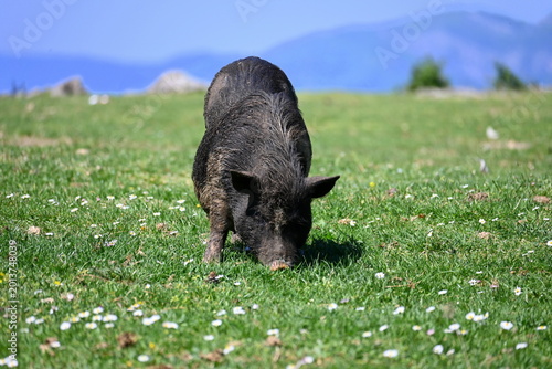 black wild pig, Bay of Kotor, Montenegro, Balkans, Europe, 