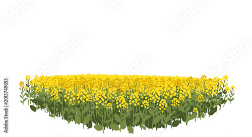 Vibrant yellow rapeseed flowers in a blooming summer field