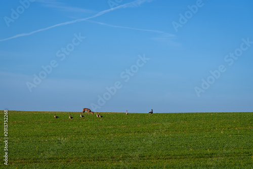wild deer and geese feeding on a farmer's field