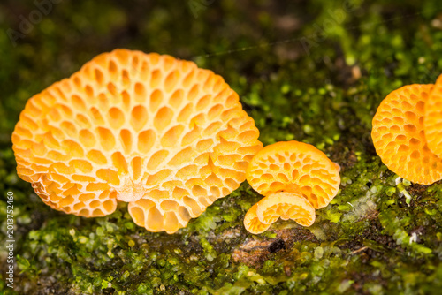 Quadro su tela Close up of orange pore fungus growing on rotting log