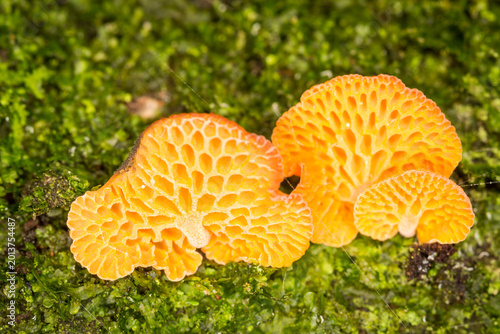 Foto Close up of orange pore fungus growing on rotting log