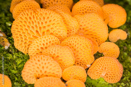 Canvastavla Close up of orange pore fungus growing on rotting log