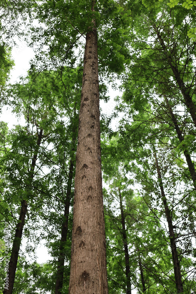Fototapeta premium Bottom view of a tall tree trunk.