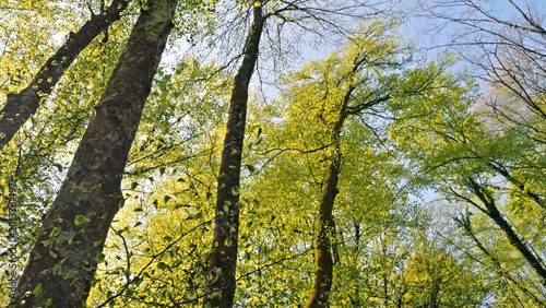 Quadro em tela A woman hikes through a vibrant spring forest, sunlight filtering through budding green leaves, highlighting nature's renewal and the serene purity of the scene