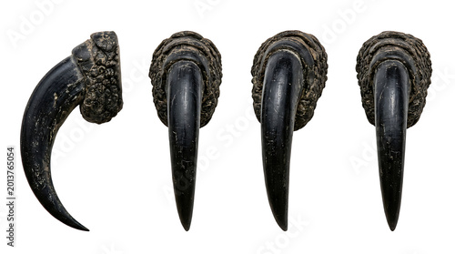 A Set of Four Fossilized Dinosaur Claws or Talons, Isolated on a White Background