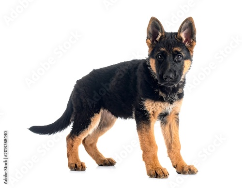 A black and brown puppy with pointy ears