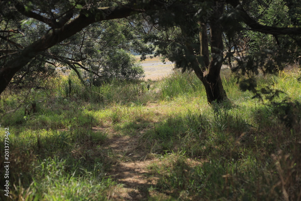 Fototapeta premium Path through a lush green forest with sunlight filtering through the trees in a tropical park.
