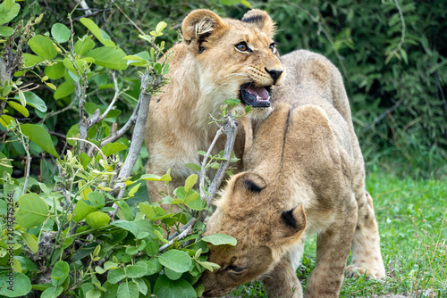 Quadro su tela Two Lion Cubs Playing Together in African Bush