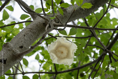 Billede på lærred Baobab Tree White Flower Close-up in Branches