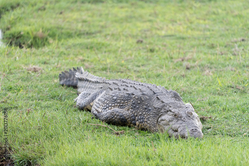 Canvas Print Nile Crocodile Resting on Green Grass in Botswana