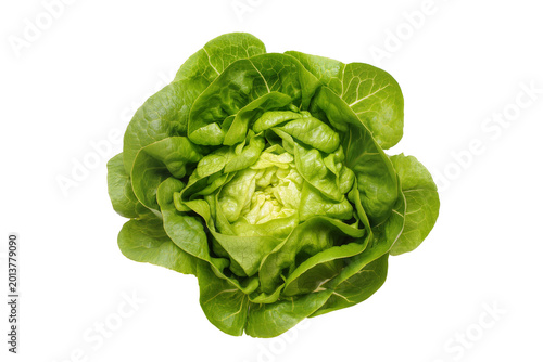 Schilderij op canvas Isolated fresh green butterhead lettuce head, crisp healthy organic vegetable food ingredient
