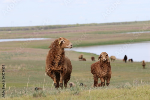 Sheep graze in the steppes of Kazakhstan