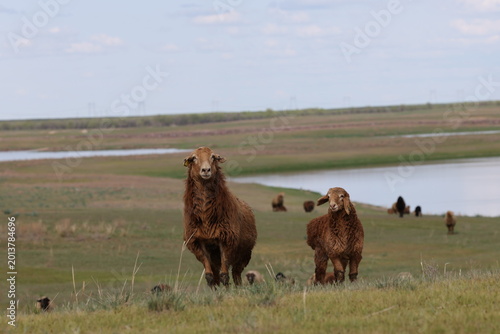 Sheep graze in the steppes of Kazakhstan