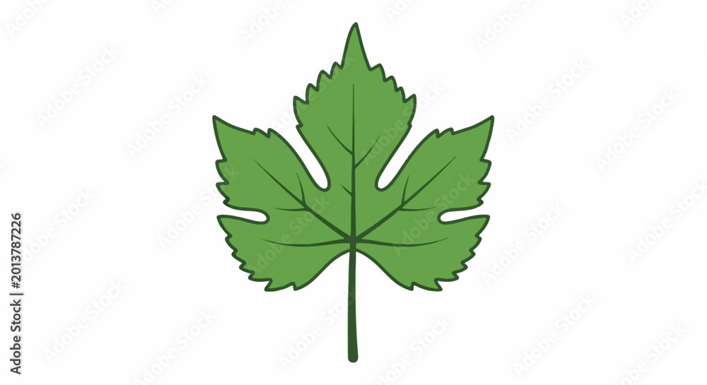Fototapeta premium A stylized green leaf with lobed edges and a visible stem