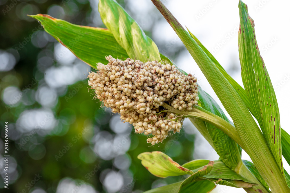 Obraz premium Jowar grain sorghum crop farm. Fresh healthy high fiber organic food jowar millet.
