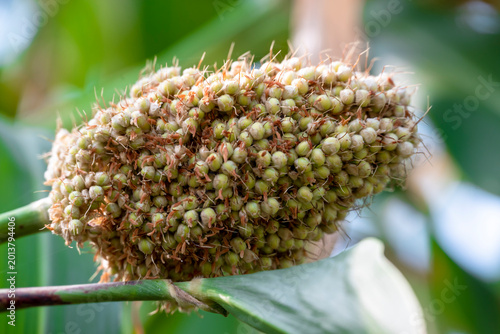 Foto Jowar grain sorghum crop farm
