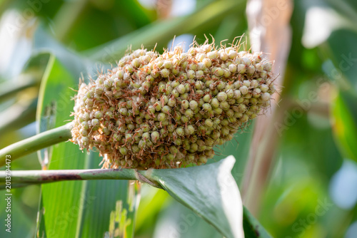 Bild auf Leinwand Jowar grain sorghum crop farm