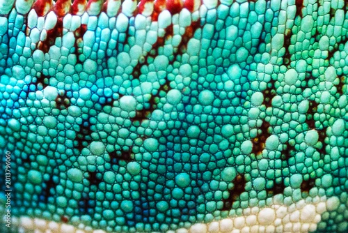 Fototapeta Chameleon skin surface texture close-up for background and wallpaper.Chameleon skin. Beautiful colorful bright chameleon skin, colorful texture of reptile skin pattern.