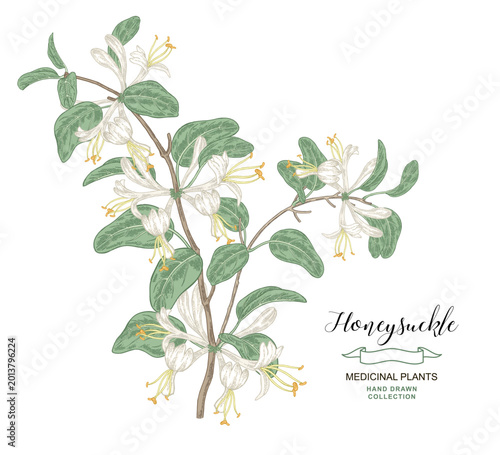 Honeysuckle flowers and leaves. Lonicera japonica tree. Vector illustration hand drawn. Sketch style.