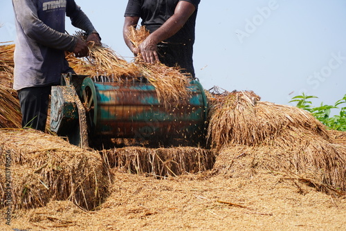 Photos Farmers Operating Traditional Crop Threshing Machine
