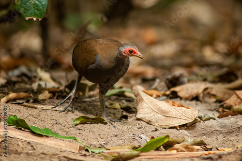Megapodius cumingii