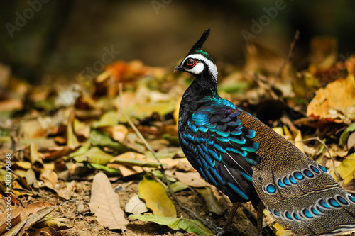 Polyplectron napoleonis
