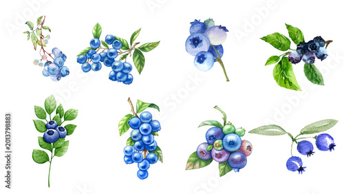Collection of assorted blueberries on stems with green leaves, hand-drawn watercolor illustrations of wild berries