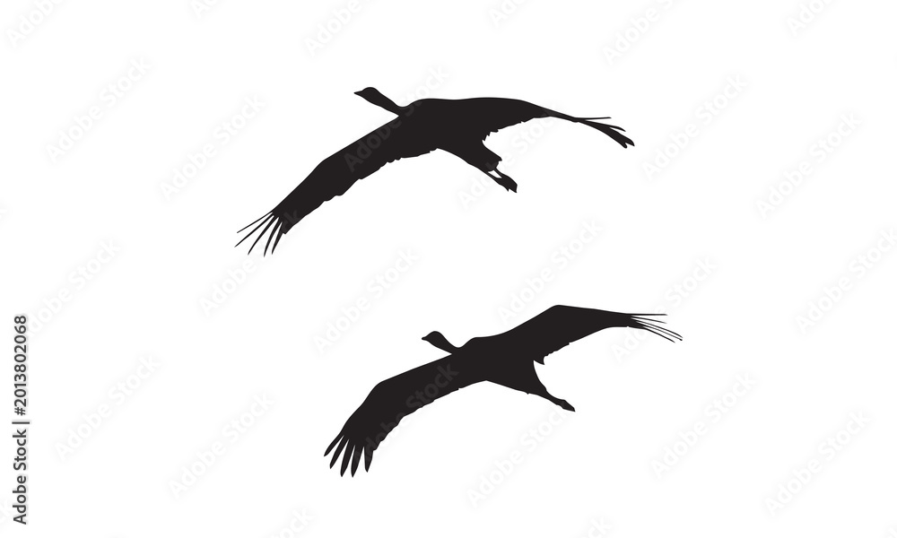 Fototapeta premium A vector illustration of a pair of graceful Demoiselle Cranes flying in the sky.