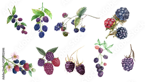 Vibrant watercolor collection of diverse berries, embodying nature's wholesome bounty for fresh food and botanical design projects