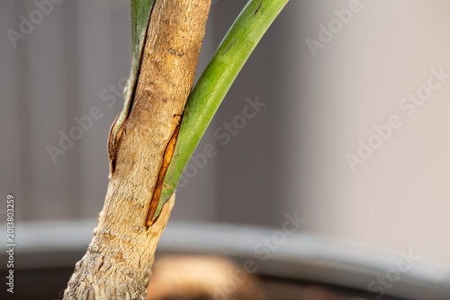 Slika na platnu Close-up of a mango tree showing successful grafting of two varieties with healthy tissue connection and fresh new growth in a nursery pot