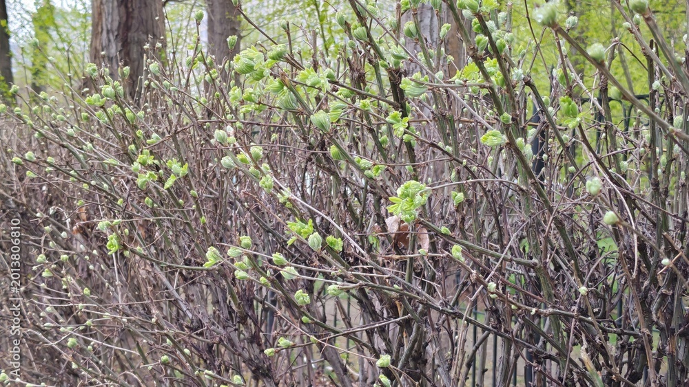 Obraz premium Spring buds on a shrub in a tranquil garden background with green foliage