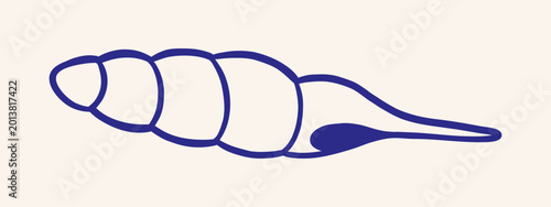 Fotografi Vector blue hand drawn elongated seashell with navy outline segmented body, pointed tail