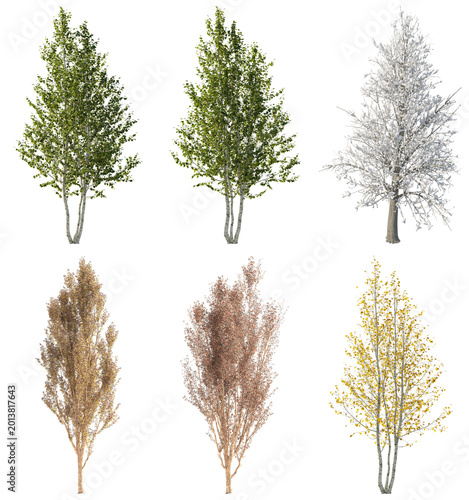 Six birch trees in different seasons, isolated on transparent background
