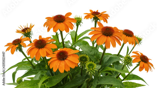 Bild auf Leinwand Isolated vibrant orange coneflowers with green leaves blooming beautifully, a fr