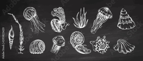 Hand drawn vintage sketch collection of jellyfish seashells seaweed and marine creatures on chalkboard background illustration