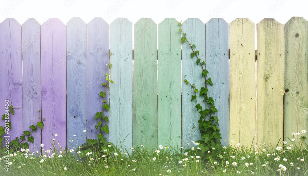 Obraz premium Vibrant rainbow wooden picket fence featuring climbing green ivy and white daisies in the grass. This cheerful rustic backdrop symbolizes growth and diversity for your creative projects.