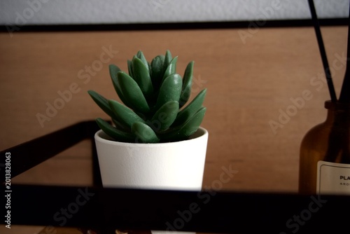 Small plant on table