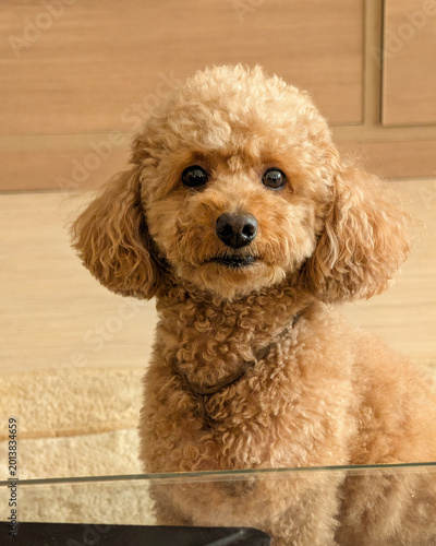 Tablou pe pânză Portrait of an apricot miniature Poodle indoors