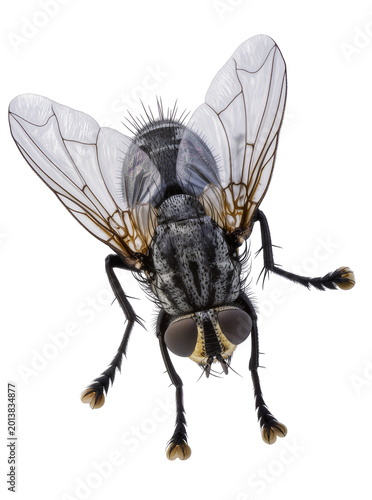 Quadro su tela Isolated high-resolution macro studio shot of a common insect fly with intricate details and textures
