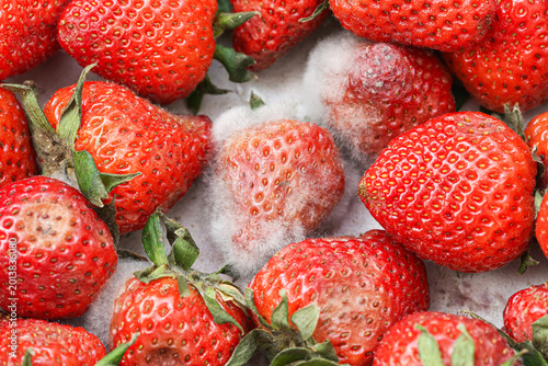 Canvas-taulu Moldy strawberries close up