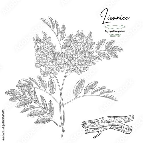 Licorice plant vector illustration. Liquorice, Glycyrrhiza glabra root, flowers and leaves hand drawn. Engraved sketch.