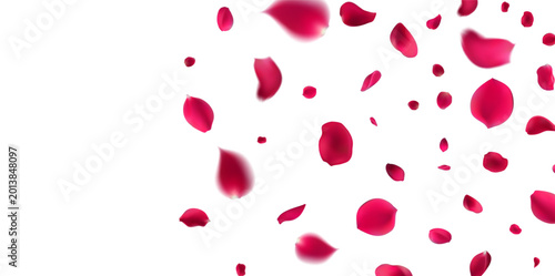Vibrant celebration  featuring a dynamic scattering of magenta and deep pink rose