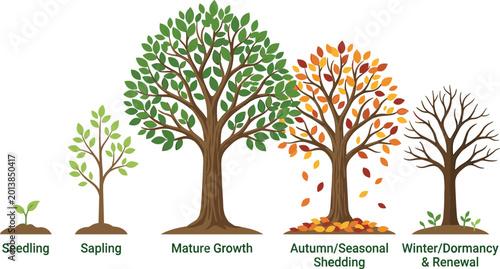 Valokuva Flat vector illustration showing tree growth stages from seedling to mature tree including autumn shedding and winter dormancy for nature education